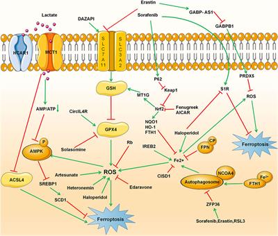 Frontiers Novel Insights In The Regulatory Mechanisms Of Ferroptosis